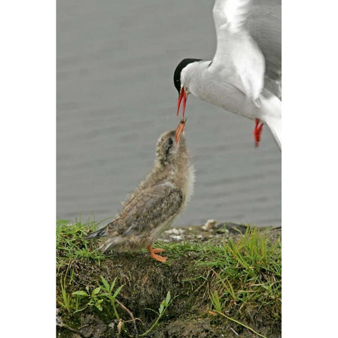AK, Potters Marsh Arctic tern feeding chick Black Modern Wood Framed Art Print with Double Matting by Illg, Cathy and Gordon