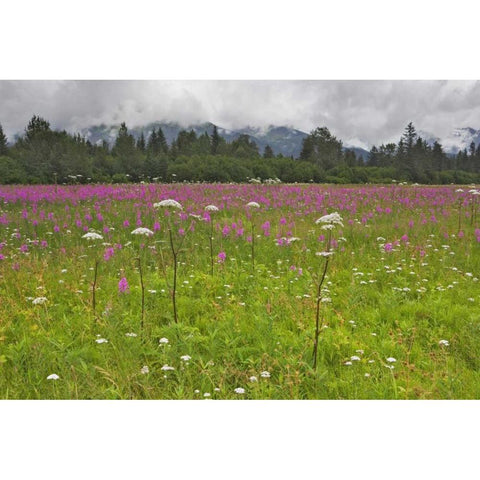 AK, Seward Fireweed and cow parsnip in bloom Black Modern Wood Framed Art Print with Double Matting by Flaherty, Dennis