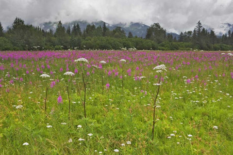 AK, Seward Fireweed and cow parsnip in bloom Black Ornate Wood Framed Art Print with Double Matting by Flaherty, Dennis