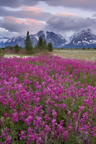 Alaska View of flowers and Fairweather Range White Modern Wood Framed Art Print with Double Matting by Paulson, Don