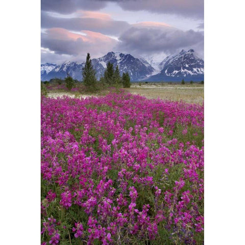 Alaska View of flowers and Fairweather Range Black Modern Wood Framed Art Print by Paulson, Don