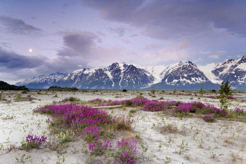 Alaska View of flowers and Fairweather Range Black Ornate Wood Framed Art Print with Double Matting by Paulson, Don