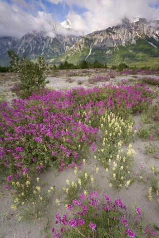 Alaska View of flowers and Fairweather Range White Modern Wood Framed Art Print with Double Matting by Paulson, Don