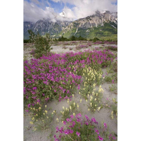 Alaska View of flowers and Fairweather Range Gold Ornate Wood Framed Art Print with Double Matting by Paulson, Don