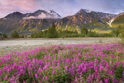 Alaska View of flowers and Fairweather Range White Modern Wood Framed Art Print with Double Matting by Paulson, Don