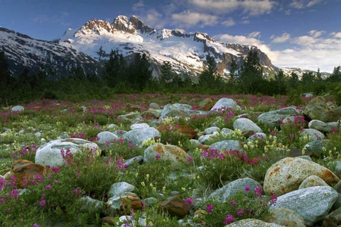AK, Alsek-Tatshenshini Meadow landscape Black Ornate Wood Framed Art Print with Double Matting by Paulson, Don