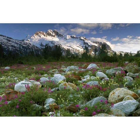 AK, Alsek-Tatshenshini Meadow landscape Black Modern Wood Framed Art Print by Paulson, Don