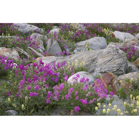 AK, Alsek-Tatshenshini Rock garden and flowers White Modern Wood Framed Art Print by Paulson, Don