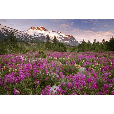 Alaska View of flowers and Fairweather Range Black Modern Wood Framed Art Print with Double Matting by Paulson, Don