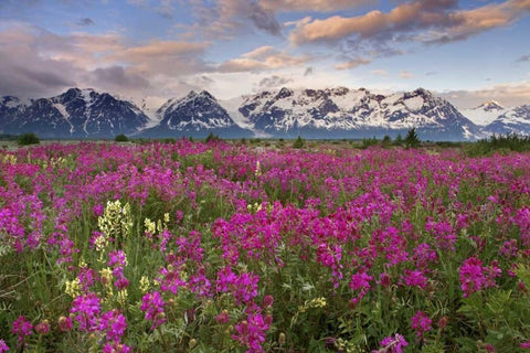 Alaska View of flowers and Fairweather Range Black Ornate Wood Framed Art Print with Double Matting by Paulson, Don