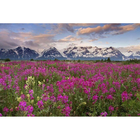 Alaska View of flowers and Fairweather Range Black Modern Wood Framed Art Print by Paulson, Don