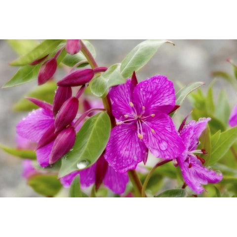 AK, Alsek-Tatshenshini Dwarf fireweed flower White Modern Wood Framed Art Print by Paulson, Don