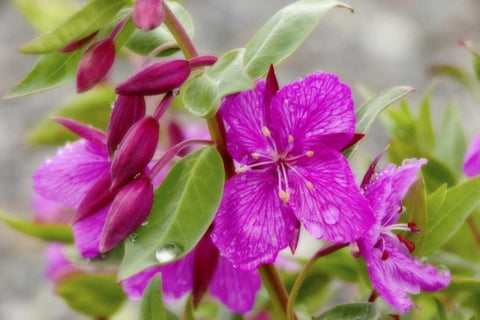 AK, Alsek-Tatshenshini Dwarf fireweed flower Black Ornate Wood Framed Art Print with Double Matting by Paulson, Don