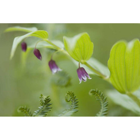 AK, Glacier Bay NP Rosy twisted stalk flower White Modern Wood Framed Art Print by Paulson, Don