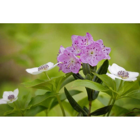 AK, Glacier Bay NP Bog laurel and bunchberry Black Modern Wood Framed Art Print by Paulson, Don