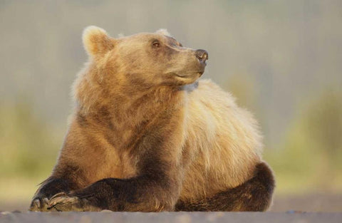 AK, Lake Clark NP, Adult brown bear sniffing air Black Ornate Wood Framed Art Print with Double Matting by Morris, Arthur