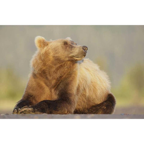 AK, Lake Clark NP, Adult brown bear sniffing air Black Modern Wood Framed Art Print by Morris, Arthur