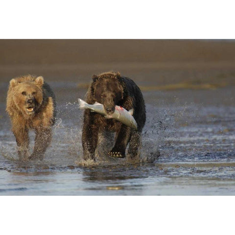 AK, Lake Clark NP Brown bear hunting salmon Black Modern Wood Framed Art Print by Morris, Arthur