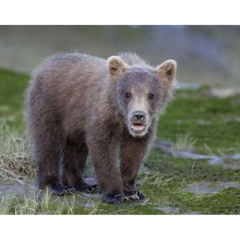 AK, Lake Clark NP Brown bear spring cub Black Modern Wood Framed Art Print with Double Matting by Morris, Arthur