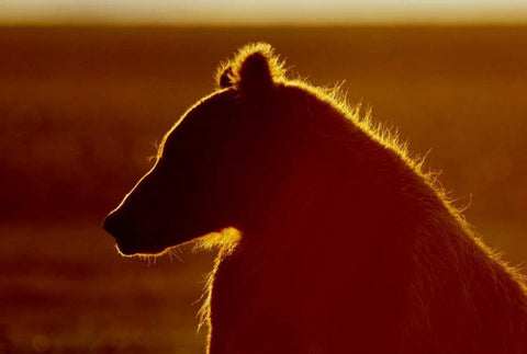 AK, Lake Clark NP Brown bear in golden light White Modern Wood Framed Art Print with Double Matting by Morris, Arthur