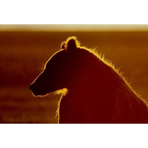 AK, Lake Clark NP Brown bear in golden light Black Modern Wood Framed Art Print by Morris, Arthur