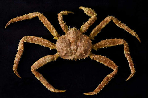AK, Petersburg Alaskan king crab  Black Ornate Wood Framed Art Print with Double Matting by Paulson, Don