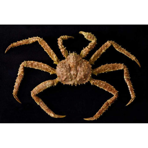 AK, Petersburg Alaskan king crab  Black Modern Wood Framed Art Print by Paulson, Don