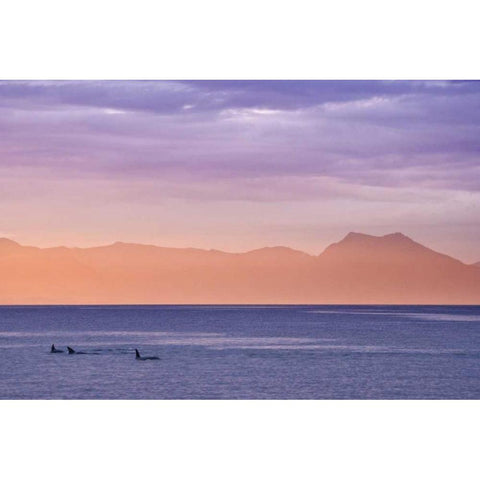 Alaska, Ketchikan Three orcas surface at sunset Black Modern Wood Framed Art Print by Paulson, Don