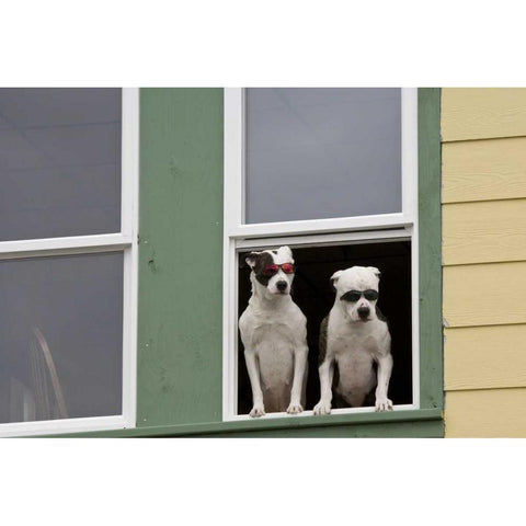 AK, Ketchikan Dogs in a window with sunglasses Black Modern Wood Framed Art Print with Double Matting by Paulson, Don