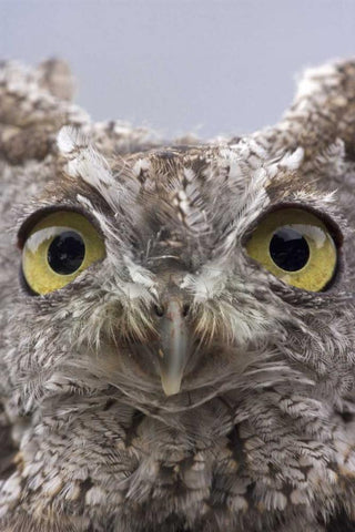 AK, Ketchikan Portrait of western screech owl Black Ornate Wood Framed Art Print with Double Matting by Paulson, Don