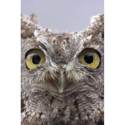 AK, Ketchikan Portrait of western screech owl White Modern Wood Framed Art Print by Paulson, Don