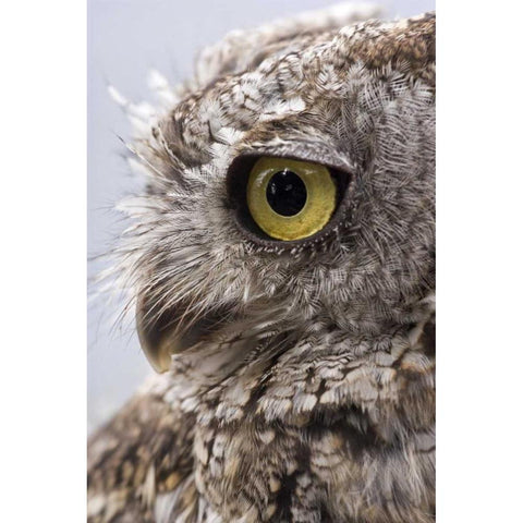 Alaska, Ketchikan Western screech owl White Modern Wood Framed Art Print by Paulson, Don