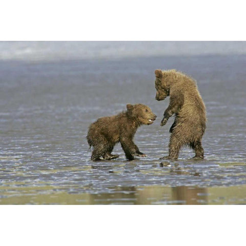 AK, Lake Clark NP Coastal grizzly bear cubs White Modern Wood Framed Art Print by Illg, Cathy and Gordon