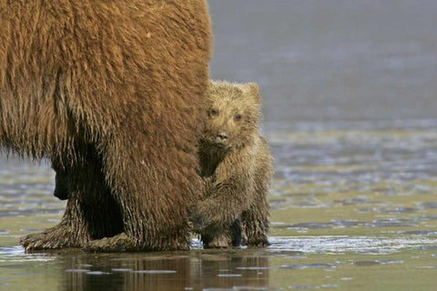 AK, Lake Clark NP Coastal grizzly bear cub White Modern Wood Framed Art Print with Double Matting by Illg, Cathy and Gordon