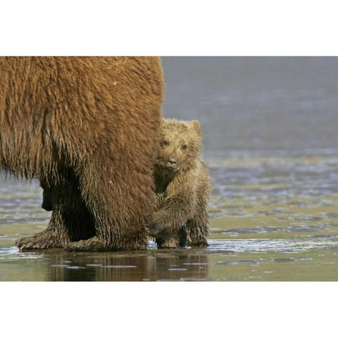 AK, Lake Clark NP Coastal grizzly bear cub Black Modern Wood Framed Art Print by Illg, Cathy and Gordon