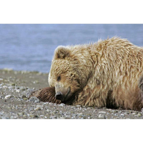 AK, Lake Clark NP Coastal grizzly bear napping Black Modern Wood Framed Art Print by Illg, Cathy and Gordon