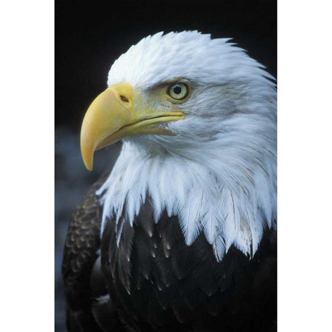 Alaska, Inside Passage Adult bald eagle portrait Black Modern Wood Framed Art Print by Rotenberg, Nancy