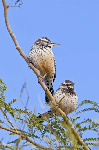 Arizona, Phoenix Cactus wren pair on limb White Modern Wood Framed Art Print with Double Matting by Lord, Fred