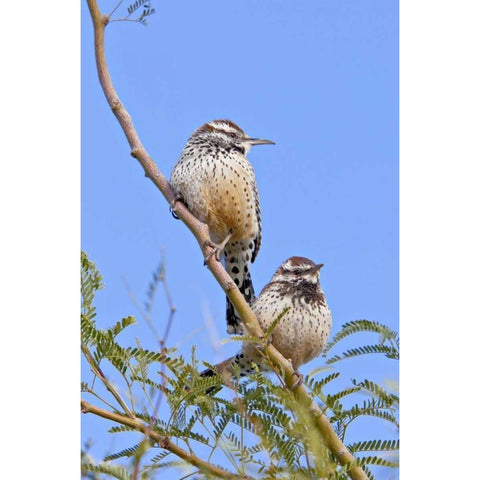 Arizona, Phoenix Cactus wren pair on limb Black Modern Wood Framed Art Print by Lord, Fred