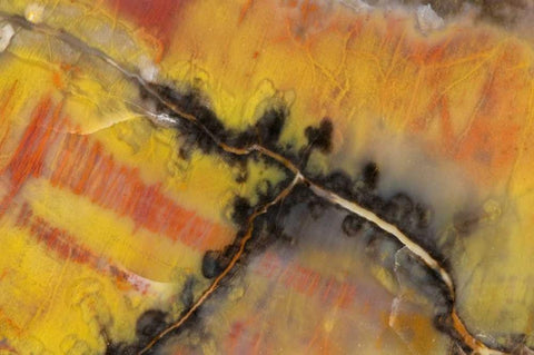 USA, Arizona Close-up of petrified wood White Modern Wood Framed Art Print with Double Matting by Kirkland, Dennis