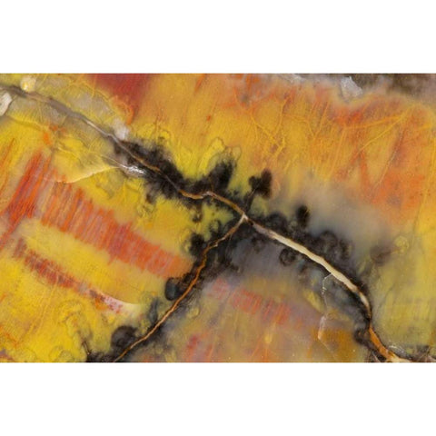 USA, Arizona Close-up of petrified wood Black Modern Wood Framed Art Print by Kirkland, Dennis