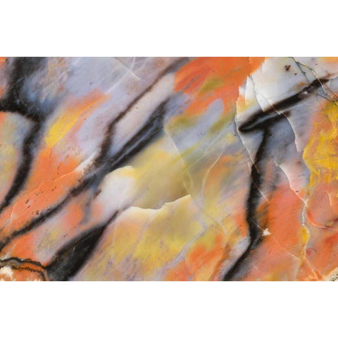 USA, Arizona Close-up of petrified wood Gold Ornate Wood Framed Art Print with Double Matting by Kirkland, Dennis