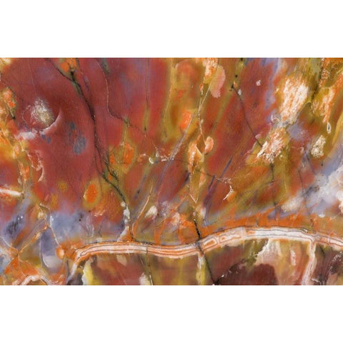 USA, Arizona Close-up of petrified wood Gold Ornate Wood Framed Art Print with Double Matting by Kirkland, Dennis