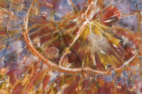 USA, Arizona Close-up of petrified wood Black Ornate Wood Framed Art Print with Double Matting by Kirkland, Dennis