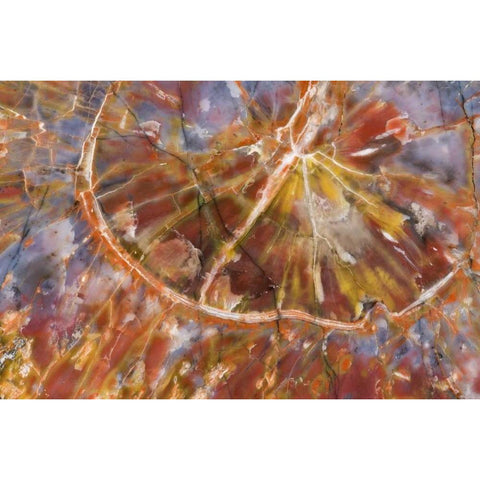 USA, Arizona Close-up of petrified wood Black Modern Wood Framed Art Print by Kirkland, Dennis