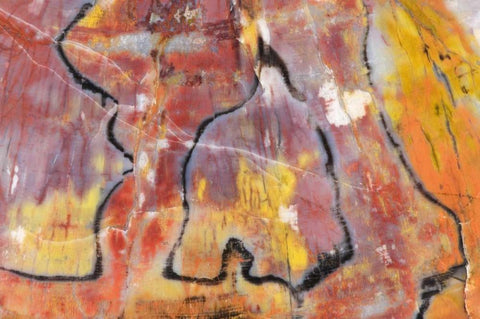 USA, Arizona Close-up of petrified wood Black Ornate Wood Framed Art Print with Double Matting by Kirkland, Dennis