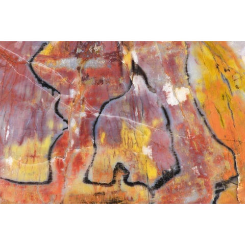 USA, Arizona Close-up of petrified wood White Modern Wood Framed Art Print by Kirkland, Dennis