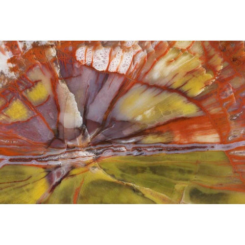 USA, Arizona Close-up of petrified wood White Modern Wood Framed Art Print by Kirkland, Dennis