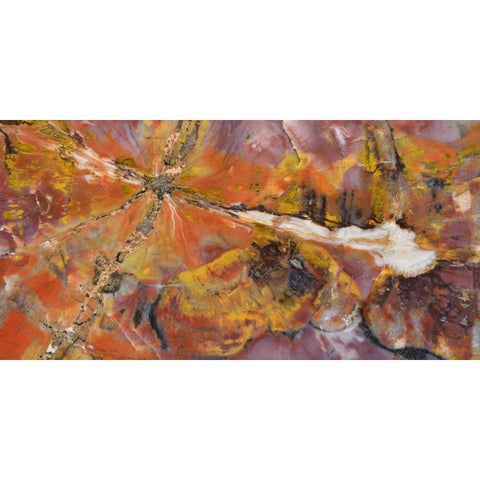 USA, Arizona Close-up of petrified wood Black Modern Wood Framed Art Print by Kirkland, Dennis