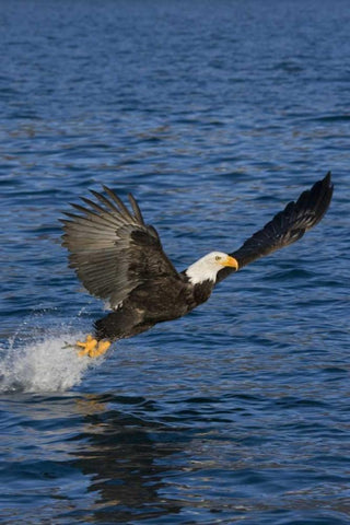 AK, Kachemak Bay SP, Bald eagle with fish White Modern Wood Framed Art Print with Double Matting by Grall, Don